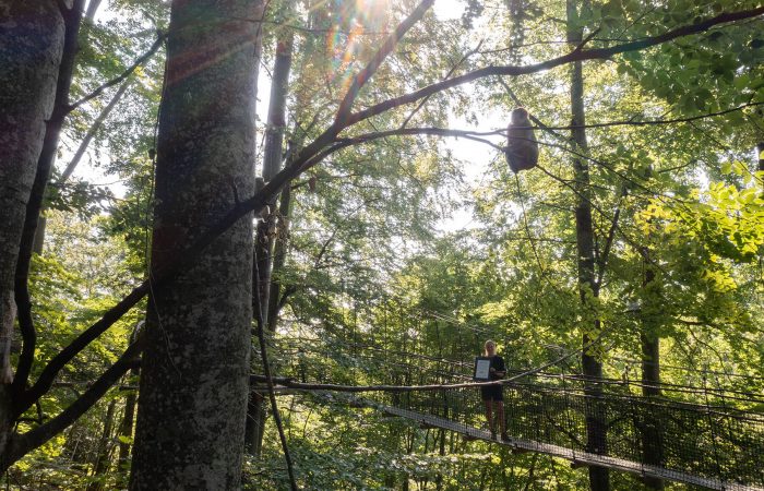 Ein Affe sitzt auf einem Baumast mittne in einem Wald. Unter ihm steht eine weibliche Mitarbeiterin des Affenberg Salems auf einer Seilbrücke. Sie hält die Urkunde zum Innovationspreis Bodensee 2023 in den Händen.